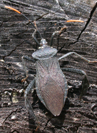 Acanthocephala terminalis